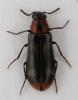 Dasytes terminalis